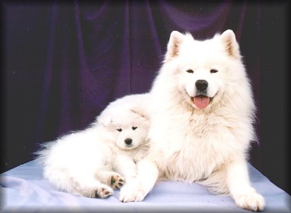 Il sont tros beaux !
